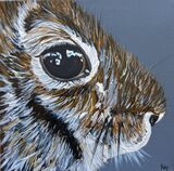 Rabbit close up