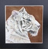 White Tiger