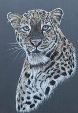 Blue Eyes Jaguar