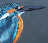 Kingfisher 6