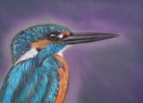 Kingfisher 2