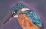 Kingfisher 1