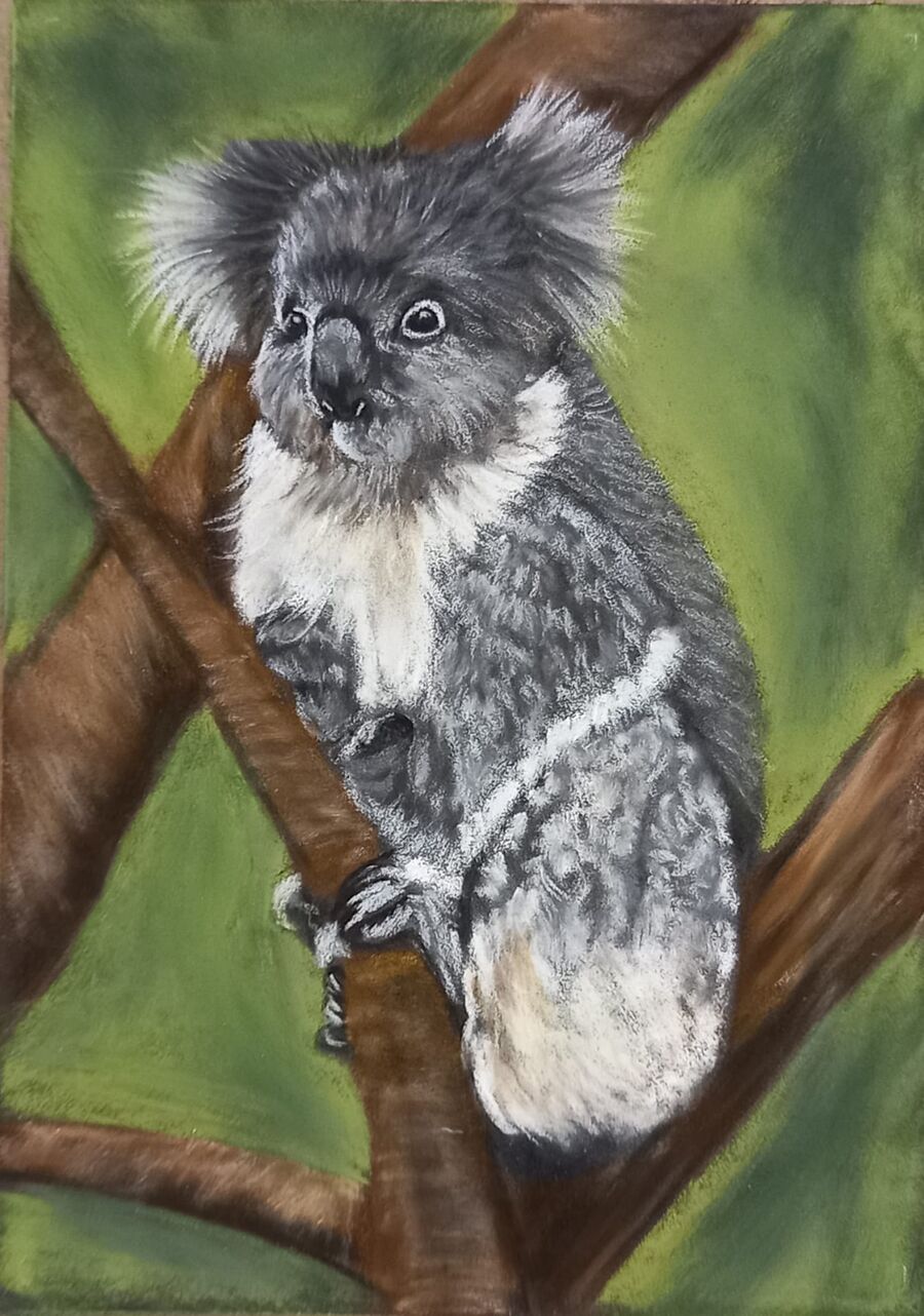 Koala 1