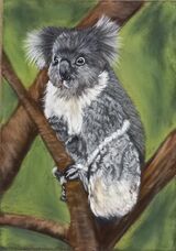 Koala 1