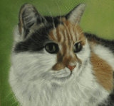 Cat Portraits