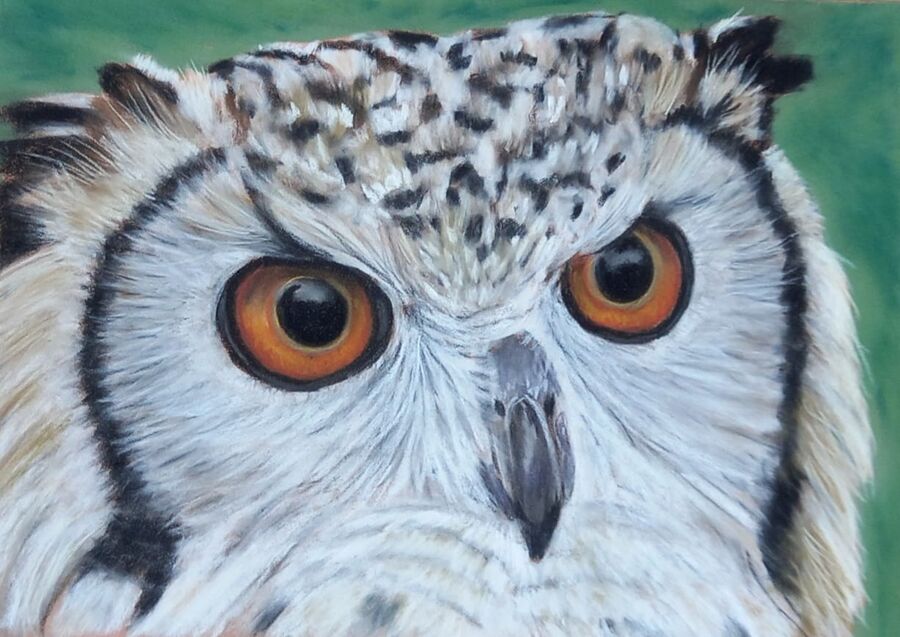Owl 8