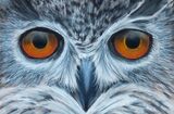 Owl Eyes 2