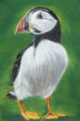 Puffin2
