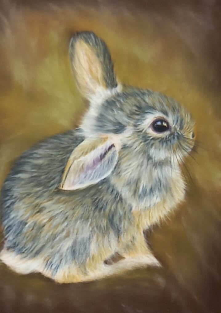 Baby Rabbit