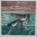 Oystercatchers out late