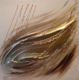 'Speed - Gold/Creams'