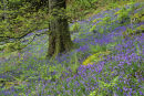 Bluebells at White Moss Common between Grasmere and Rydal Water