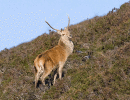 Red Deer