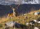 Red Deer Stag
