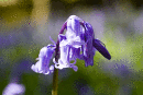 Bluebell