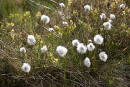 Cotton Grass