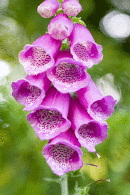 Foxglove