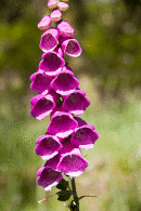 Foxglove