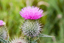 Flowering Thistle Head