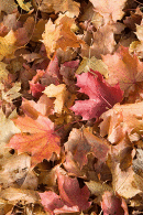 Autumn leaves cover the ground