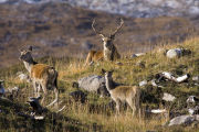 Red Deer