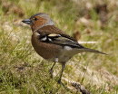 Bullfinch