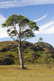 KW-SH-17-12 Glen Strathfarrer