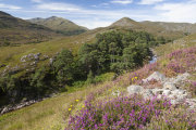 KW-SH-17-14 Glen Strathfarrer