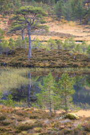 KW-SH-17-42 Scots Pines Glen Affric