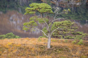 KW-SH-17-43 Scots Pines Glen Affric