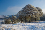 KW-SH-17-46 Scots Pine Glen Affric