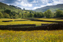 Reeth Meadows, Swaledale