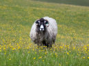 Sheep in the hay meadows near Malham