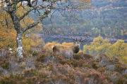 Red Deer Stag