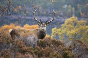 Red deer stag in Glen Affric