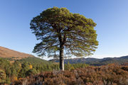 Scots Pine - Glen Affric