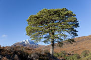 Scots Pine - Glen Affric