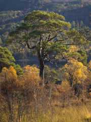 Scots Pine tree, Glen Affric