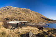 Stag at Loch Quoich