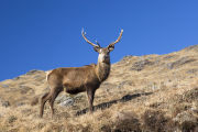 Red deer Stag along Loch Quoich