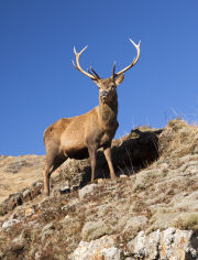 Red deer Stag along Loch Quoich