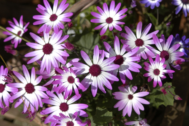 Senetti