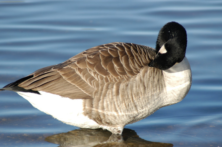 Canada goose