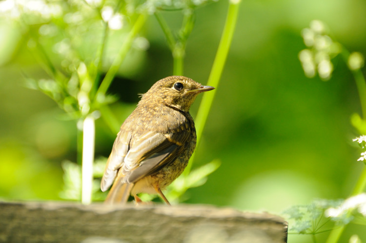 Juvenile robin