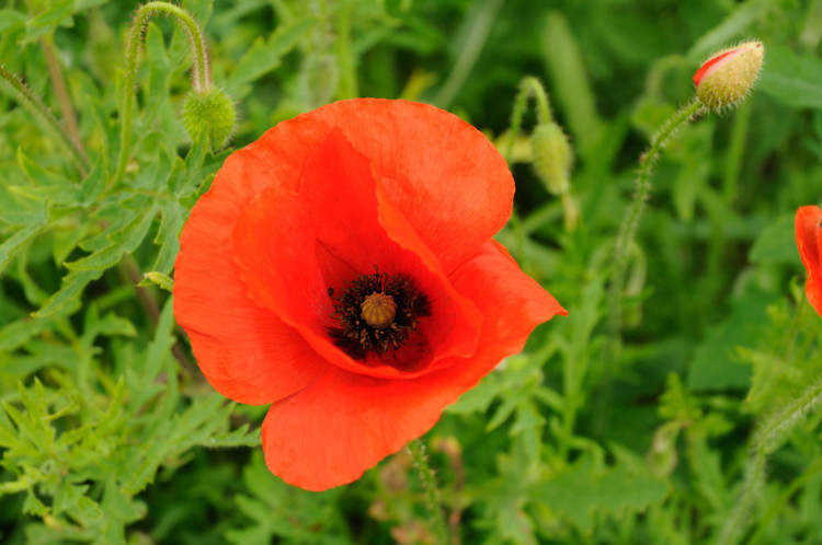 Common poppy