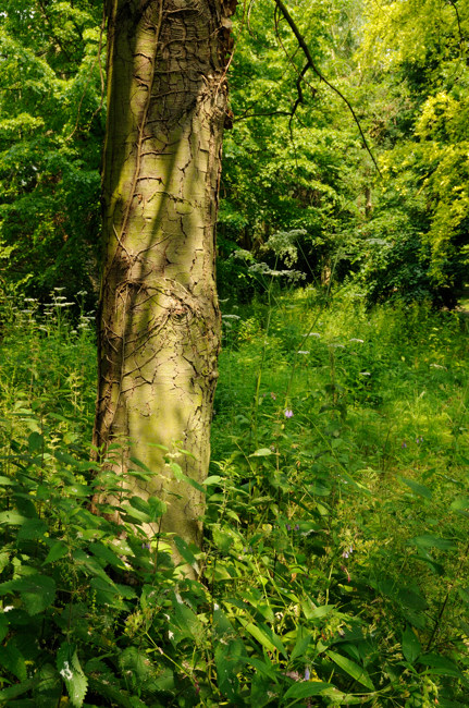 Woodland clearing