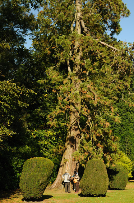 Fir tree at Burton Agnes Hall