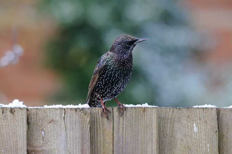 Common starling