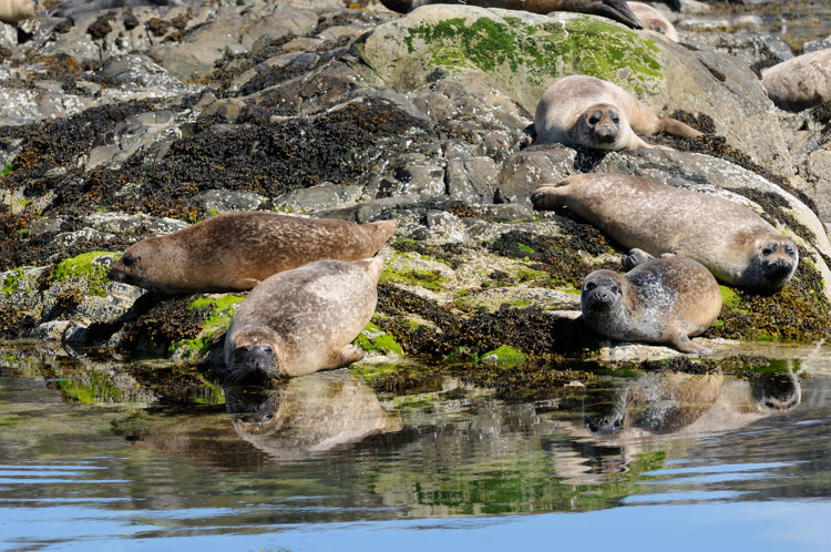 Common seals