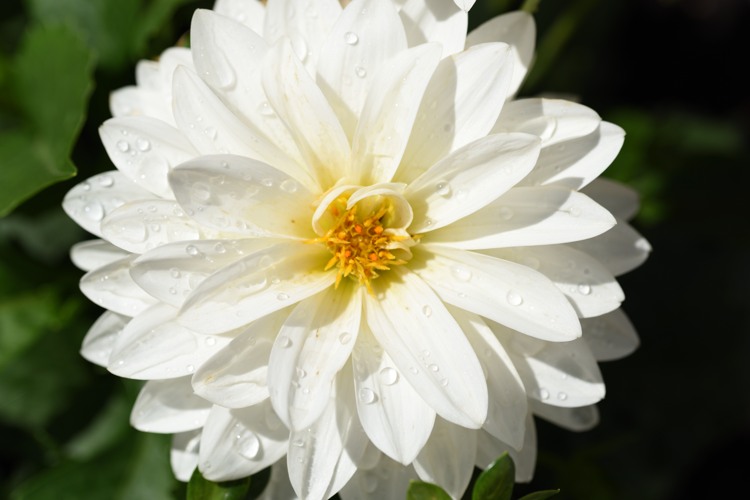 White dahlia